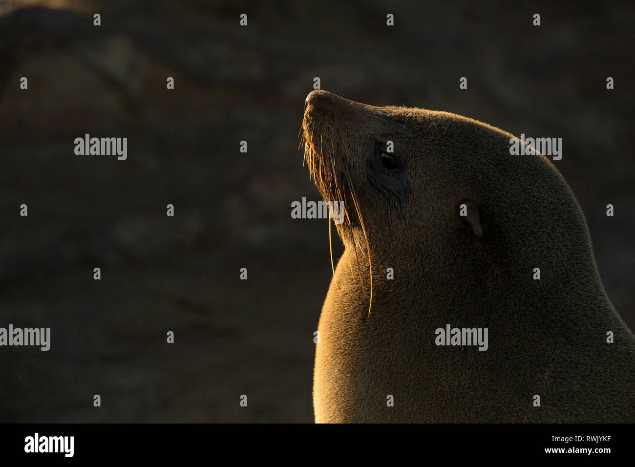 Eine Dichtung aalt sich in der Goldenen morgen Licht am Cape Cross Seal Kolonie an der Skelettküste, Namibia. Stockfoto