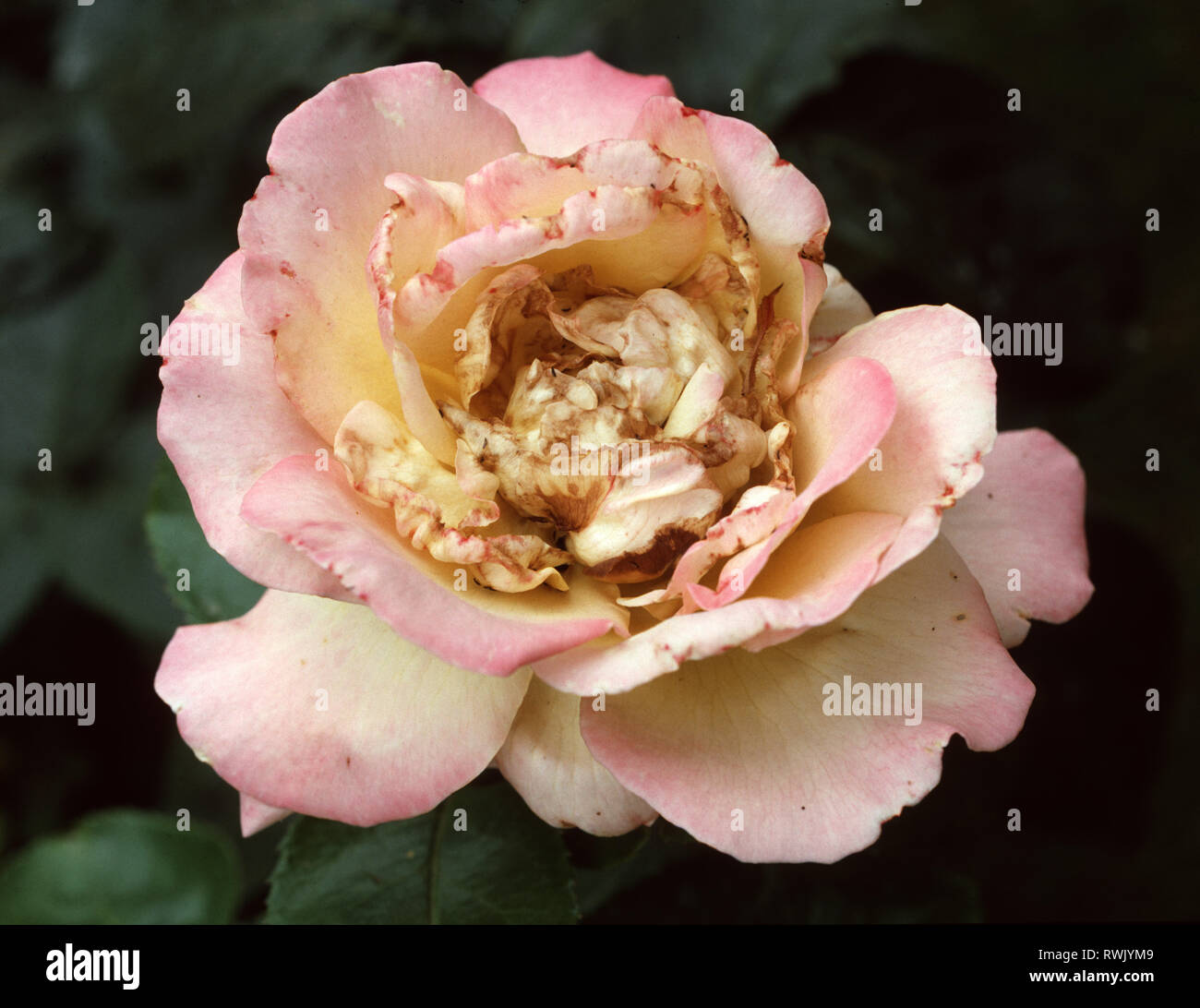Rose Thripse (Thripse fuscipennis) Schäden an eine rosa Rose Blume Stockfoto