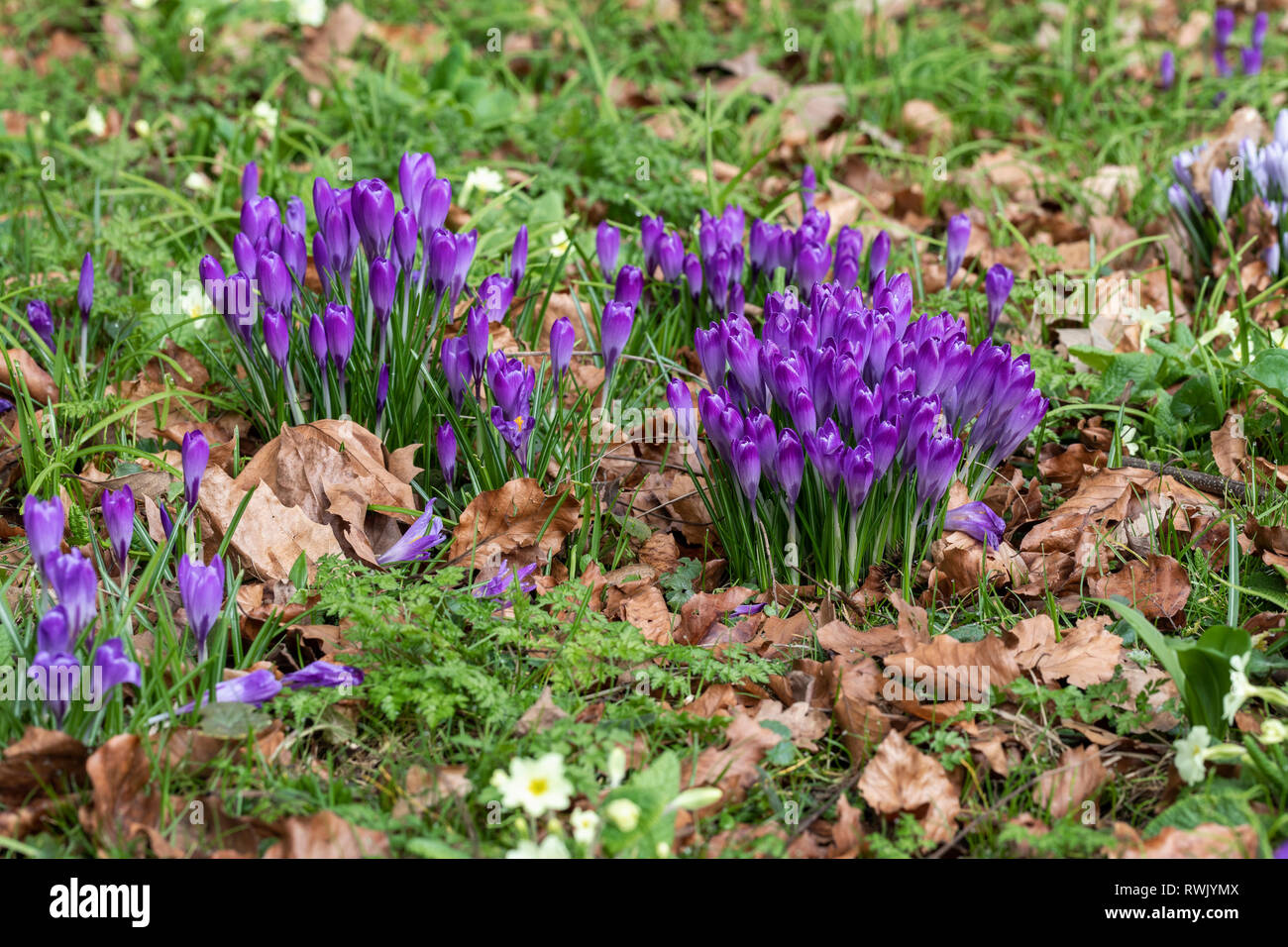 Nahaufnahme der Klumpen des purpurnen Krokus, der in einem Frühlinggarten im Vereinigten Königreich unter dem Gras blüht Stockfoto