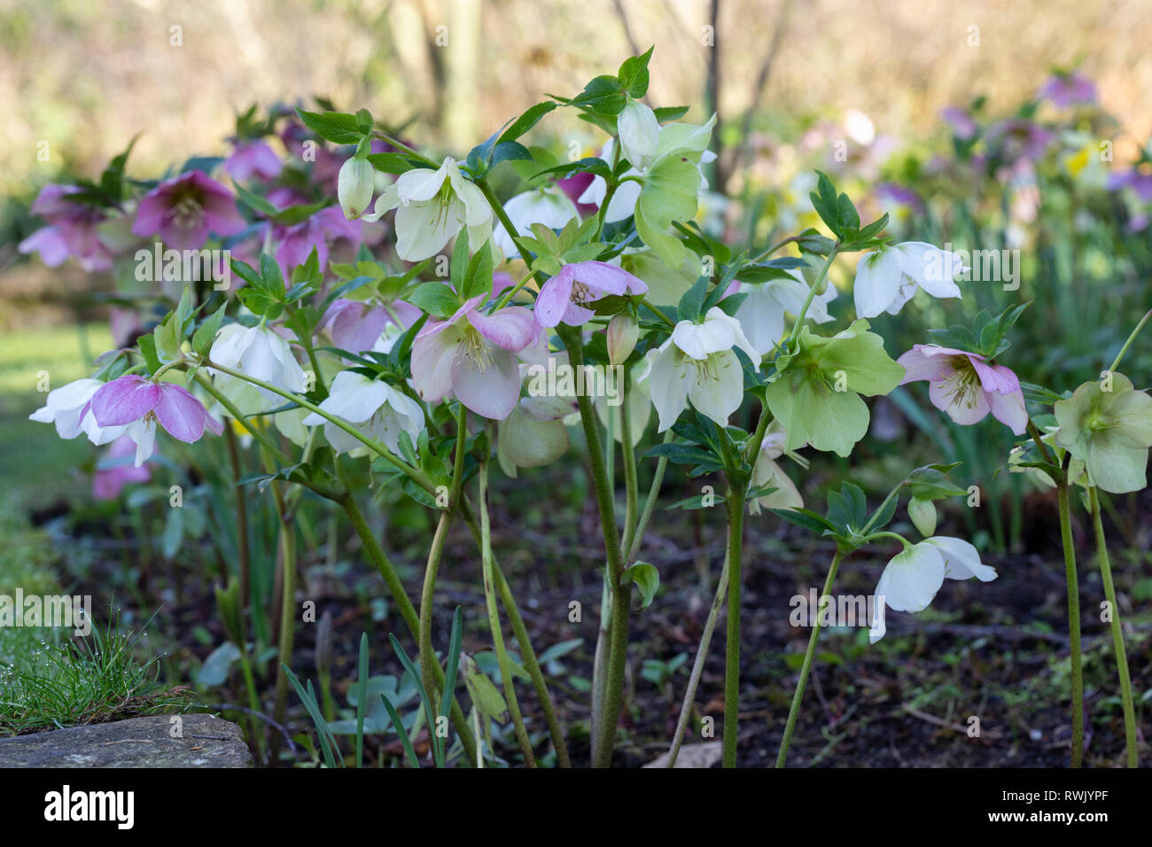 Nahaufnahme der Blüte von Hellebores an einer englischen Gartengrenze im Februar, England, Großbritannien Stockfoto