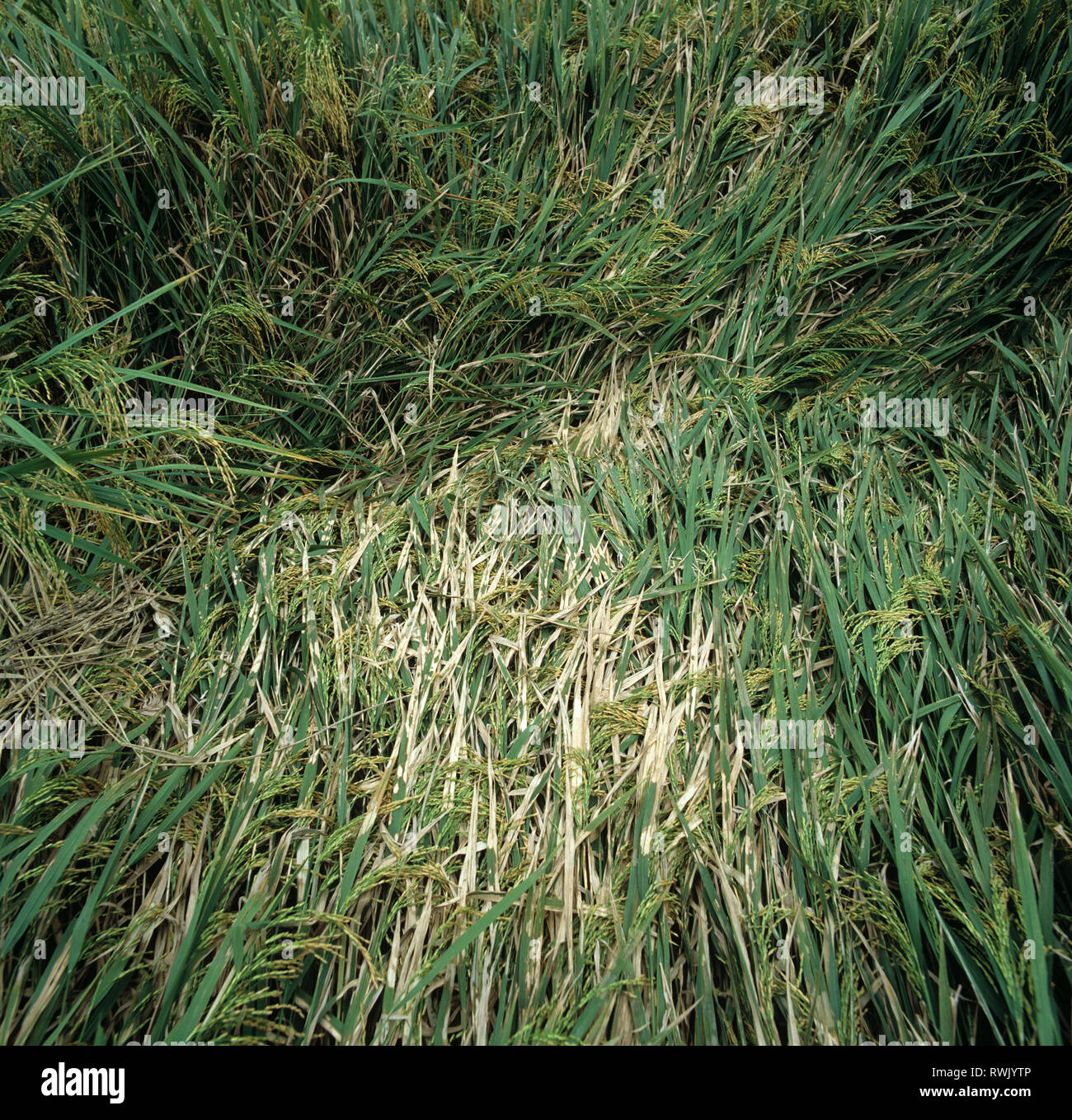 Ummantelung blight (Rhizoctonia solani), gebleichte Läsionen auf Blätter des Erkrankten abgeflacht die Ernte von Reis, Luzon, Philippinen Stockfoto