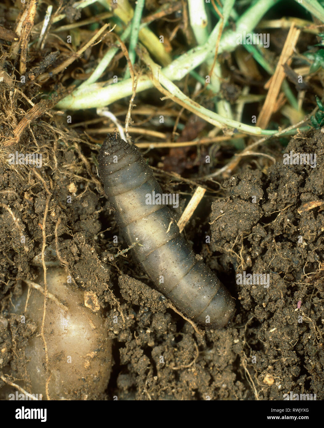 Lederjacke (Tipula spp.), die auf den Wurzeln der Reifen Rasen Gras Stockfoto