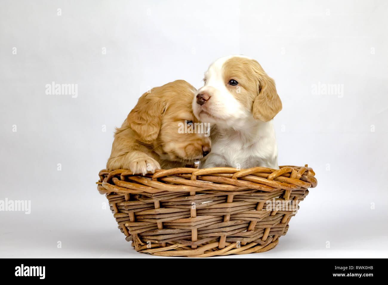 % Wochen alten Wurf von Working Cocker Spaniels in einem Korb posing Stockfoto