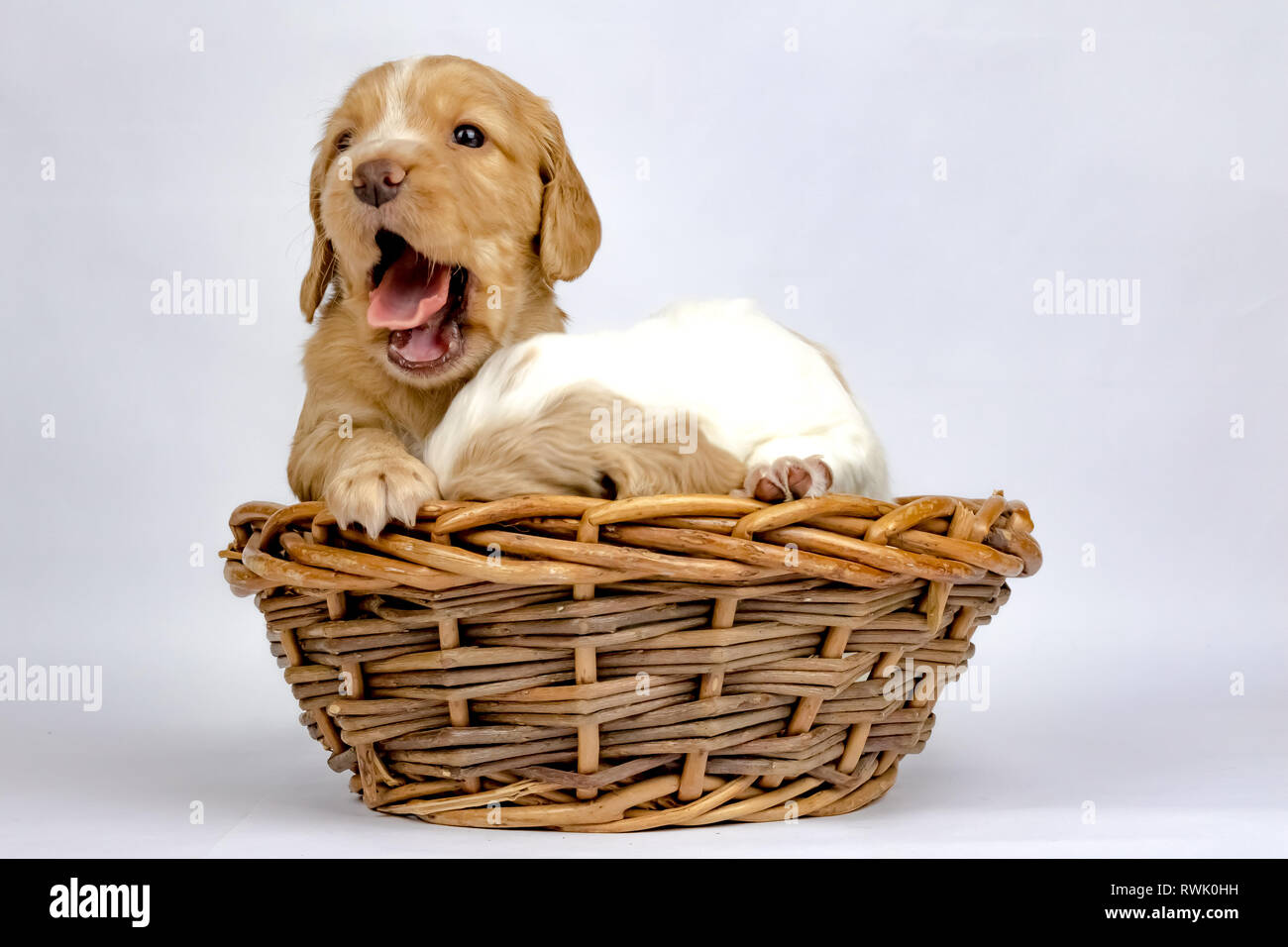 % Wochen alten Wurf von Working Cocker Spaniels in einem Korb posing Stockfoto