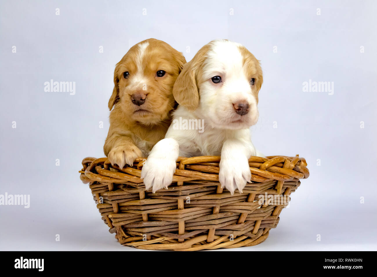 % Wochen alten Wurf von Working Cocker Spaniels in einem Korb posing Stockfoto