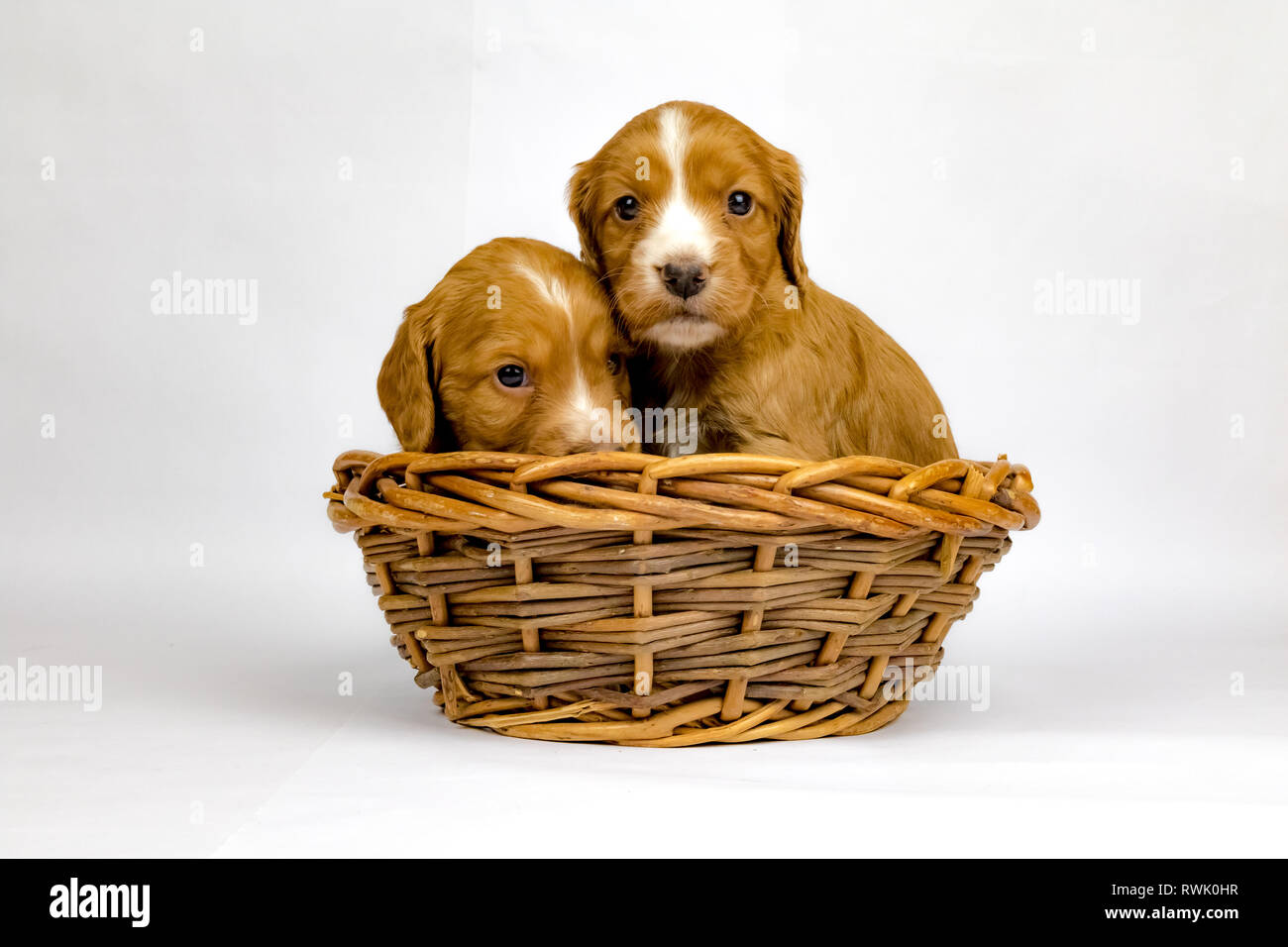 % Wochen alten Wurf von Working Cocker Spaniels in einem Korb posing Stockfoto
