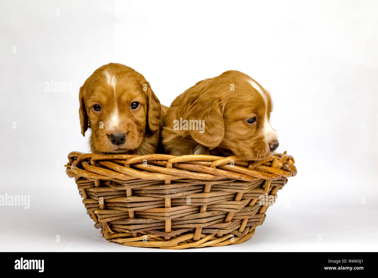 % Wochen alten Wurf von Working Cocker Spaniels in einem Korb posing Stockfoto