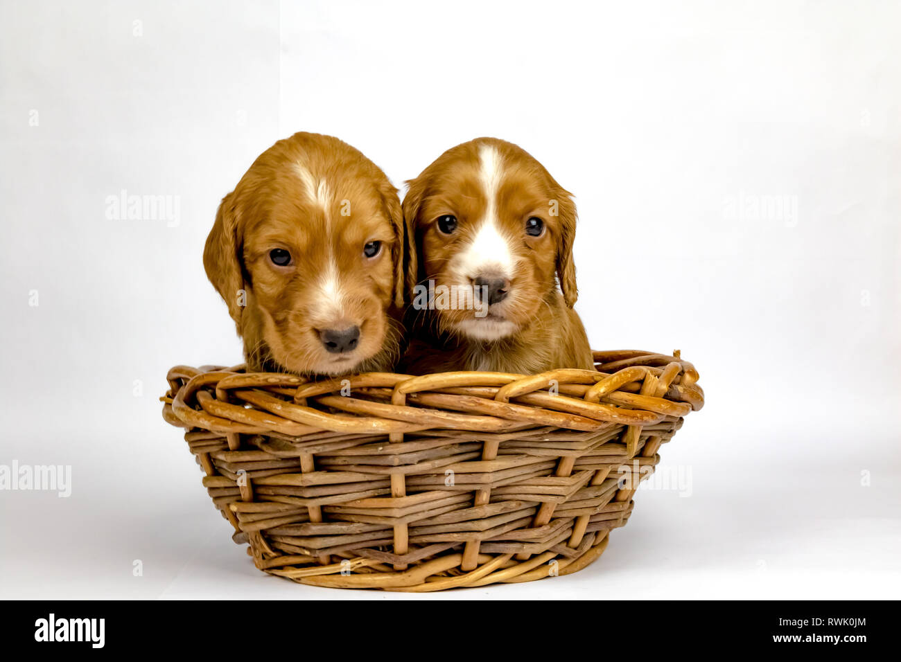% Wochen alten Wurf von Working Cocker Spaniels in einem Korb posing Stockfoto