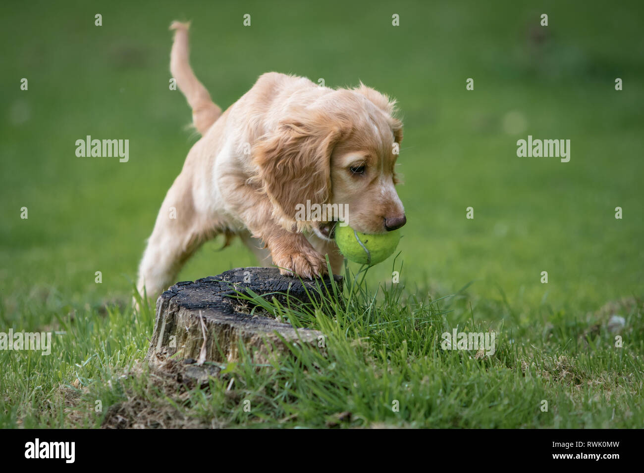 % Wochen alten Wurf von Working Cocker Spaniels in einem Korb posing Stockfoto