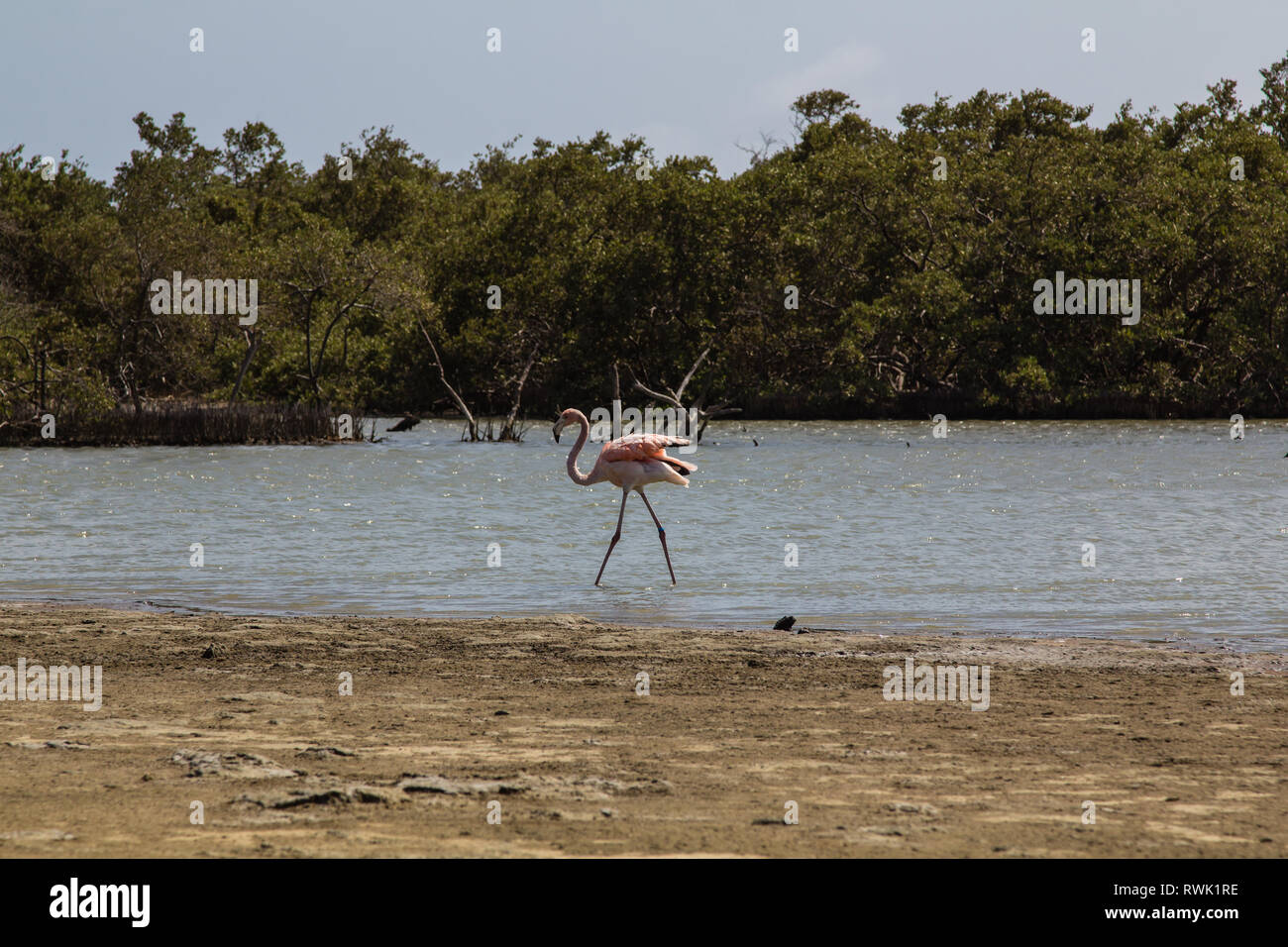 Einem einzigen wilden amerikanischen Flamingo im Mangrovenwald in Lac Bay im südlichen Teil der tropischen Insel Bonaire in der Karibik Stockfoto