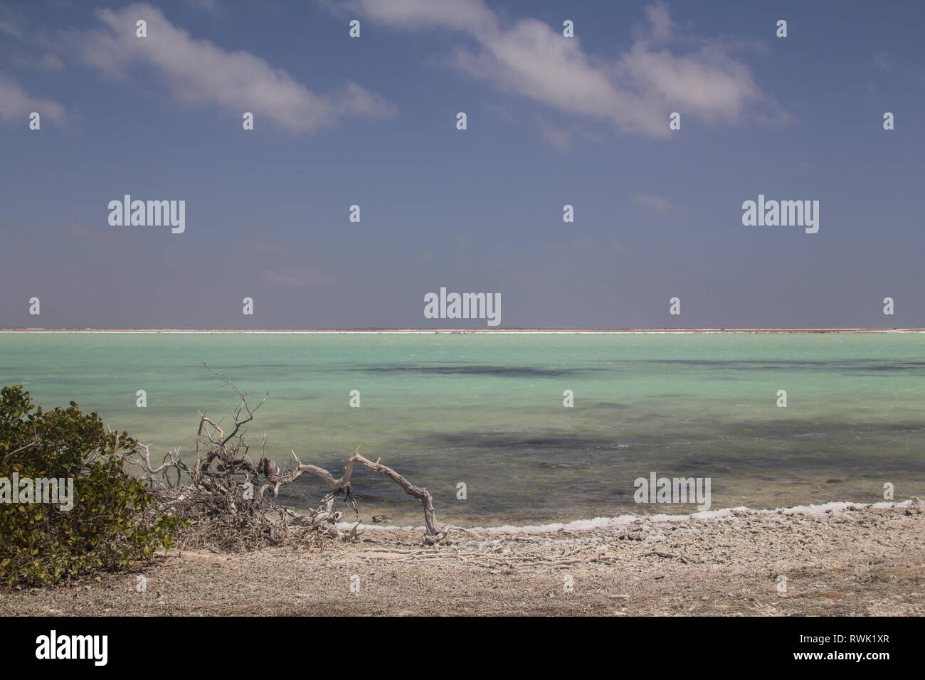 Tot, getrocknet aus Holz und einem Bush vor einer Salzhaltigen pan, Blue Panorama, in der Nähe der Transportband der Salt Pier auf Bonaire Stockfoto