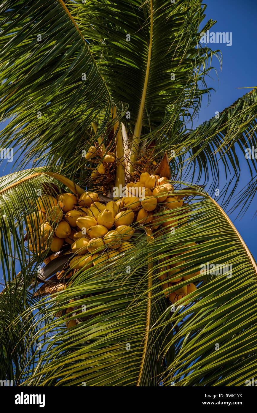 Palm Tree mit vielen Kokosnüsse - Cocos nucifera Stockfoto