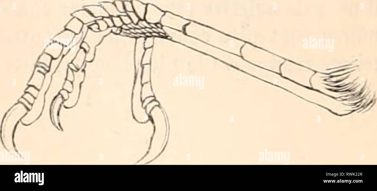 Encyclopédie d'histoire naturelle; ou EncyclopÃ©sterben, "Traité d'Histoire Naturelle, OE, TraitÃ© complet de cette Wissenschaft d'Après-ski les Travaux des naturalistes les plus Ã © minents de tous les pays et de toutes les Ã©poques: Buffon, Daubenton, LacÃ © pÃ¨de, G.Cuvier, F. Cuvier, Geoffroy Saint-Hilaire, Latreille, De Jussieu, Brongniart, etc. etc. encyclopdiedhi 03 chen Jahr: [1850?-1861?] P'ig, 40. Â PsopÃ ¯ iodes crepitans. Abb. 41. Â Psophodes crepitans-Queue allongÃ©e, Ã¨ tagÃ©e. Pieds Assez-Forts, assez allongÃ © s; acrotarses scutellÃ © s; paratarses nus (Lessom, d'Après-ski Vicors et HonsFiELD. Man. d'Or Stockfoto