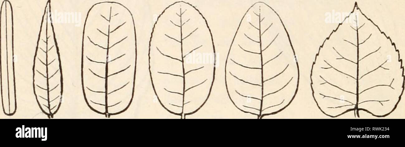 Die Elemente der Botanik für die Elemente der Botanik für Anfänger und für Schulen elementsofbotany 00 grayuoft Jahr: [1887] 52 Blätter. [Abschnitt 7. 132. Im anderen Fall (wie in Abb. 74, 129-132), die Venen von drei, fünf, sieben oder neun Rippen, die von der Oberseite des Blattes verteilt, und durch das Blatt wie die Zehen eines Web-footed Vogel. Daher sind diese sagte zu Falmately oder Digitately geädert werden, oder (da die Rippen di-Kante wie Strahlen von einem Zentrum) Strahlen-Wined. 133. Da die allgemeine Umriss der Blätter entspricht dem Rahmen oder Skelett, es ist klar, dass die Feder-Ader Stockfoto