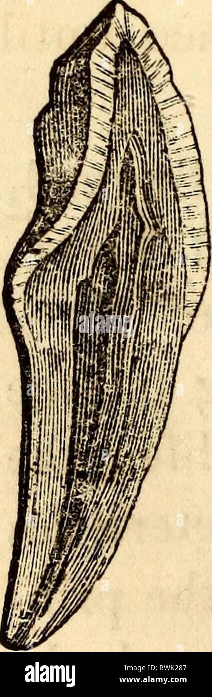 Elementare Anatomie und Physiologie Stockfoto