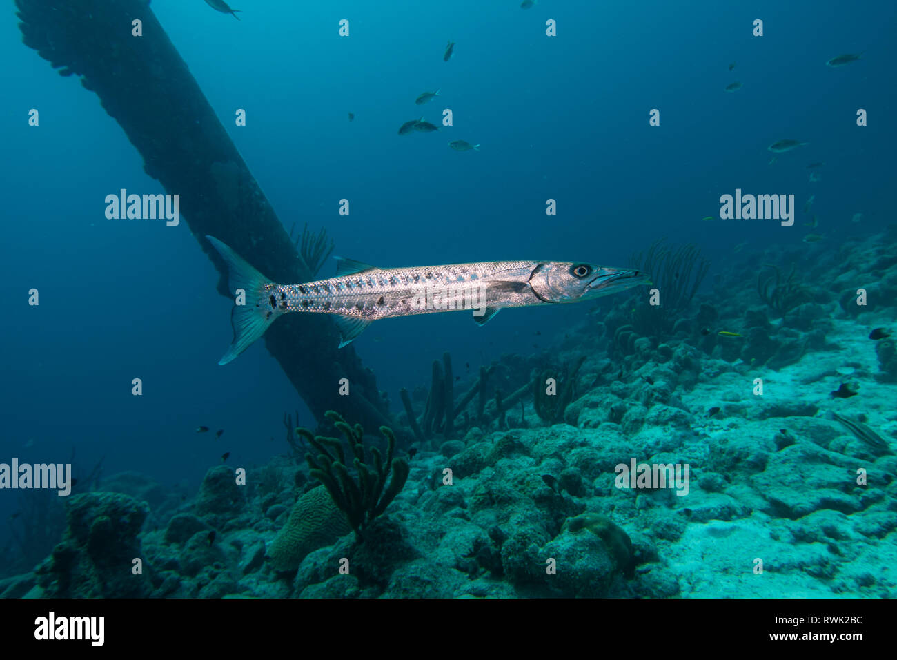 Eine einzelne Barracuda Schwimmen unter den Säulen der Salt Pier auf der tropischen Insel Bonaire in der Karibik Stockfoto