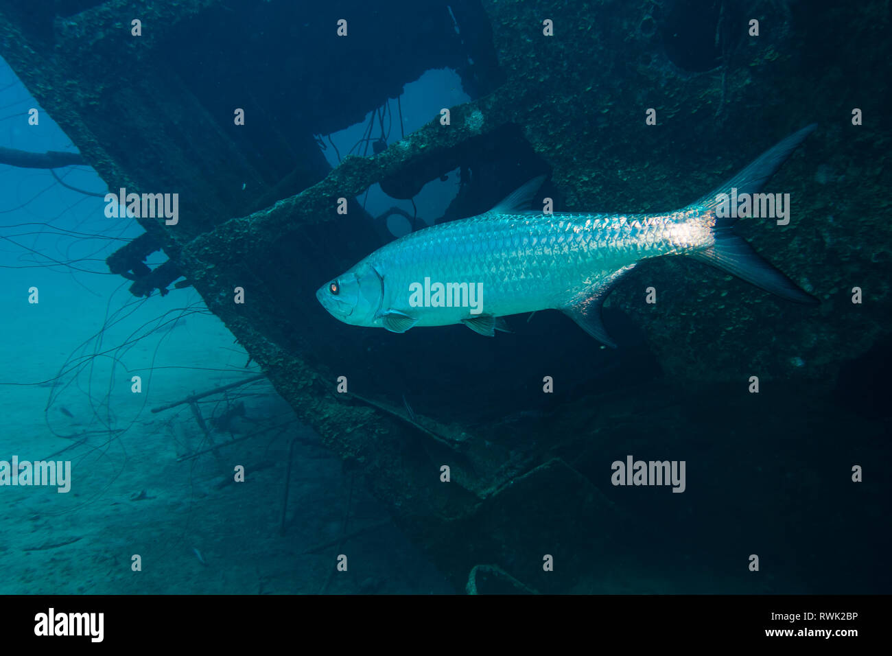 Eine glänzende Tarpon Schwimmen durch das Wasser vor der Brücke deck Der hilma Hooker Wrack auf tropischen Riff Bonaire Insel in der Karibik Stockfoto
