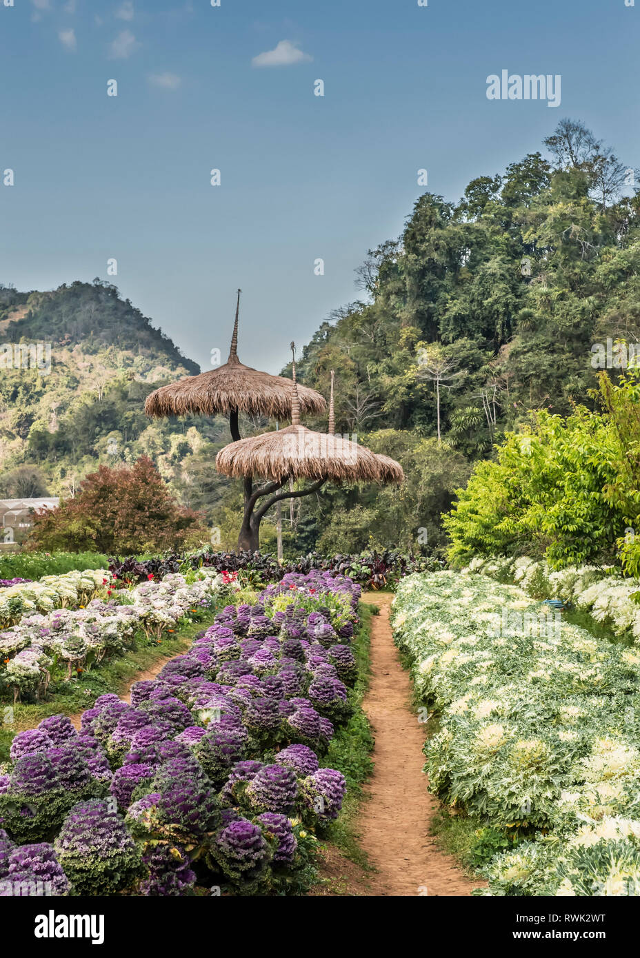 Dekorative Vegetation wächst als Teil der königlichen Projekt Doi Ang Khang, Provinz Chiang Mai, Thailand Stockfoto