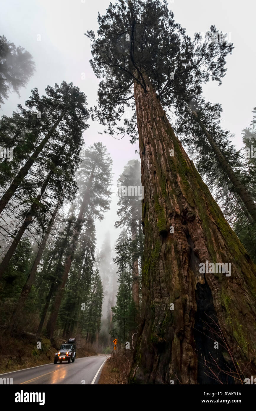 Jeep auf der Autobahn, Sequoia National Park, Visalia, Kalifornien, Vereinigte Staaten von Amerika Stockfoto