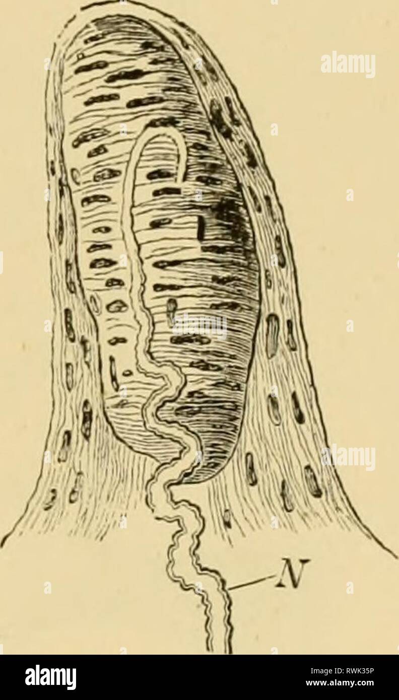 Elementare Lehrbuch der Zoologie, allgemeine Elementare Lehrbuch der Zoologie, Allgemeiner Teil und Besonderer Teil: protozoen elementarytextbo 00 clau Jahr Insecta: 1892 PRÜFER UND VISUELLE OEGAKS. 86 In der Primaten unter den Mammalia vorhanden Papille; in der Haut (besonders auf den ureas Oberfläche), in dem die Strukturen bekannt als Touch-Gremien, in denen die Beendigung der taktile Nerven, platziert werden (Abb. 82). Zusätzlich zu den allgemeinen Sensibilität und die taktile Empfindungen, die höheren Tiere besitzen, als besondere Form der Sensibilität, die Fähigkeit zur Unterscheidung verschiedener Temperaturen. Stockfoto