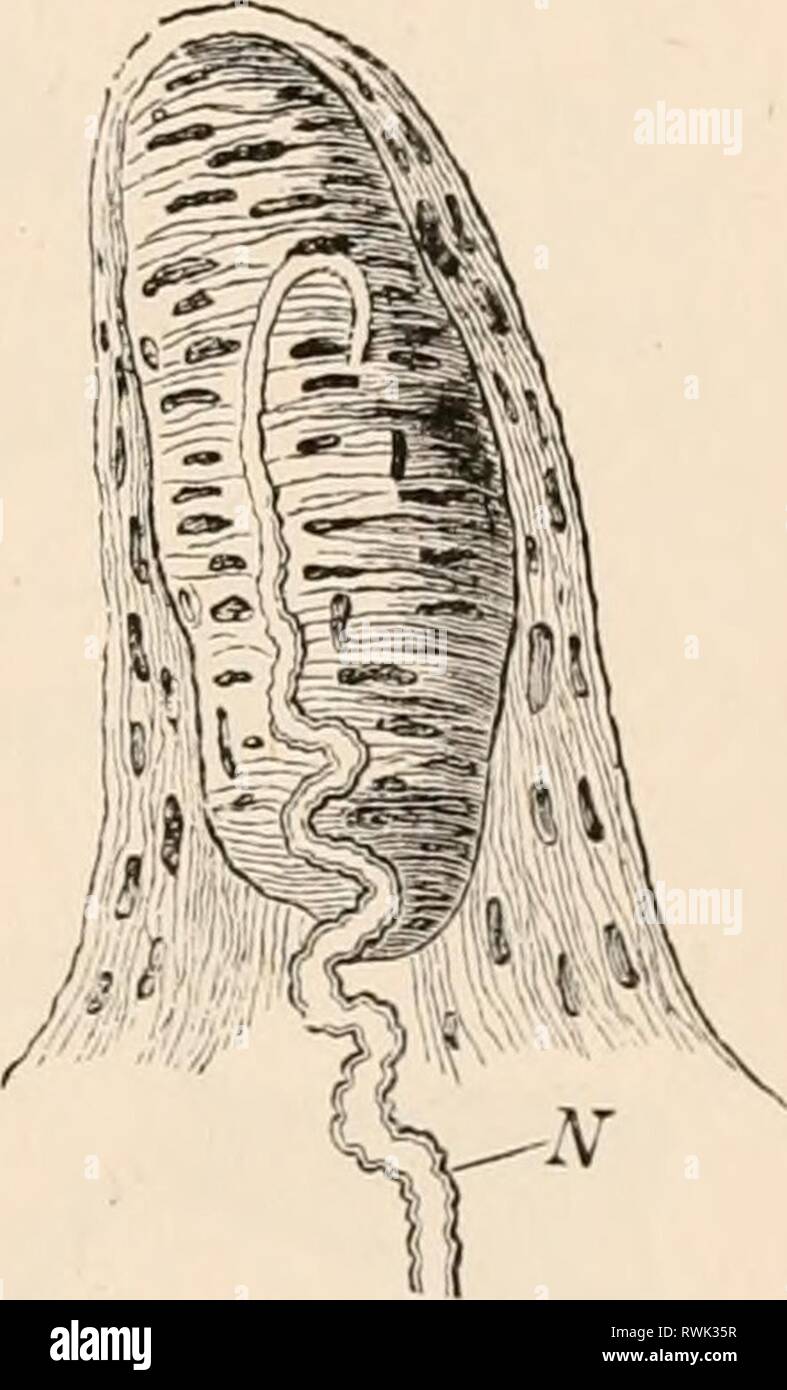 Elementare Lehrbuch der Zoologie, tr Elementare Lehrbuch der Zoologie, Tr. Und hrsg. von Adam Sedgwick, mit der Unterstützung von F. G. Heathcote elementarytextbo 01 clau Jahr: 1892-1893 AUDITOR r UND VISUELLE ORGANE. 85 In der Primaten unter den Mammalia vorhanden Papille; in der Haut (besonders auf den ureas Oberfläche), in dem die Strukturen bekannt als Touch-Gremien, in denen die Beendigung der taktile Nerven, platziert werden (Abb. 82). Zusätzlich zu den allgemeinen Sensibilität und die taktile Empfindungen, die höheren Tiere besitzen, als besondere Form der Sensibilität, die Fähigkeit der Unterscheidung der Unte Stockfoto