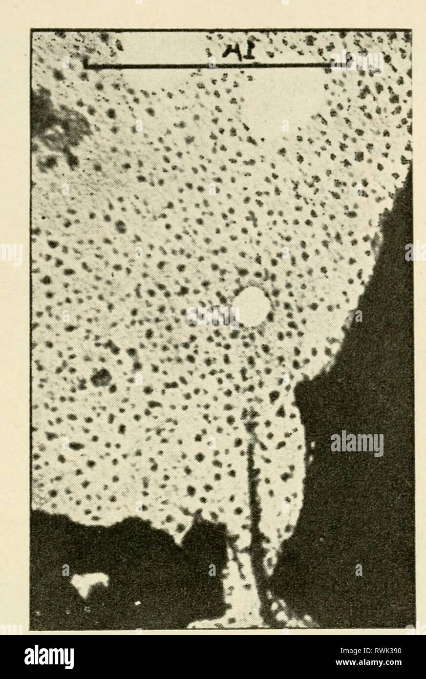 Das Elektronenmikroskop, seine Entwicklung, das Elektronenmikroskop, seine Entwicklung, Gegenwart und Zukunft Möglichkeiten electronmicrosco 00 gabo Jahr: 1948 kommerziellen Elektronenmikroskopen 77 Abb. 24, Test Foto von vereinfachten R.C.A. Mikroskop. Dünne Membran spattered mit Heavy Metal. Elektronische Vergrößerung X 3.100 und die Probe, der ganz in der Nähe des Letzteren, um den Querschnitt des Strahls und die Hitzeentwicklung in der Probe zu reduzieren. So breites Bündel produzieren große sphärische Aberration und können nicht für Aufnahmen mit hoher Auflösung verwendet werden, aber sie sind sehr usef Stockfoto