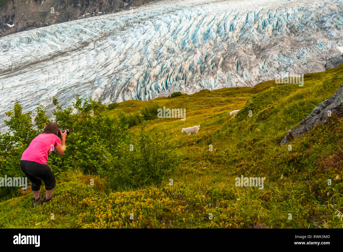 Frau fotografiert Bergziegen (Oreamnos americanus) neben dem Exit Glacier am Harding Icefield Trail, Kenai Fjords National Park, in der Nähe von Seward,... Stockfoto