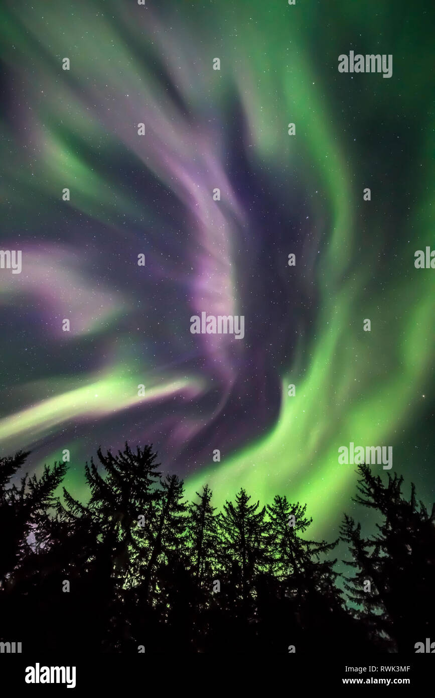 Grün und Lila northern lights Overhead, Tongass National Forest, Southeast Alaska, Alaska, Vereinigte Staaten von Amerika Stockfoto