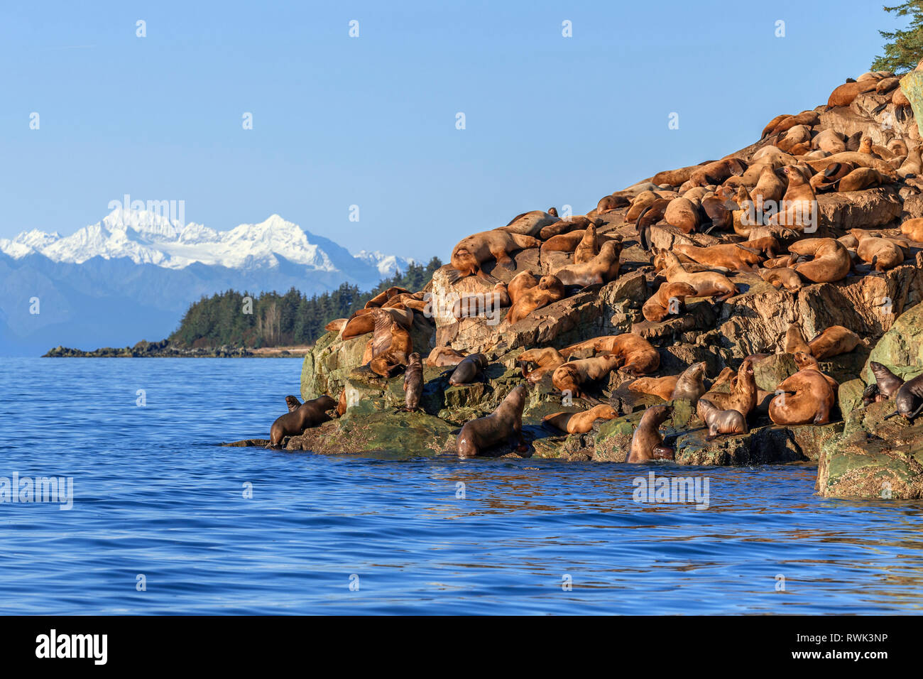 Steller Seelöwen (Eumetopias jubatus) mitgeführt und auf felsigen Ufer im Lynn Canal, Inside Passage, Southeast Alaska, Alaska, Vereinigte Staaten von Amerika Stockfoto