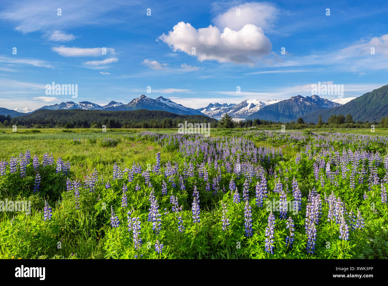 Malerischer Blick auf Nootka Lupine (Lupinus nootkatensis) Wildblumen und Mendenhall Türme, Southeast Alaska, Alaska, Vereinigte Staaten von Amerika Stockfoto