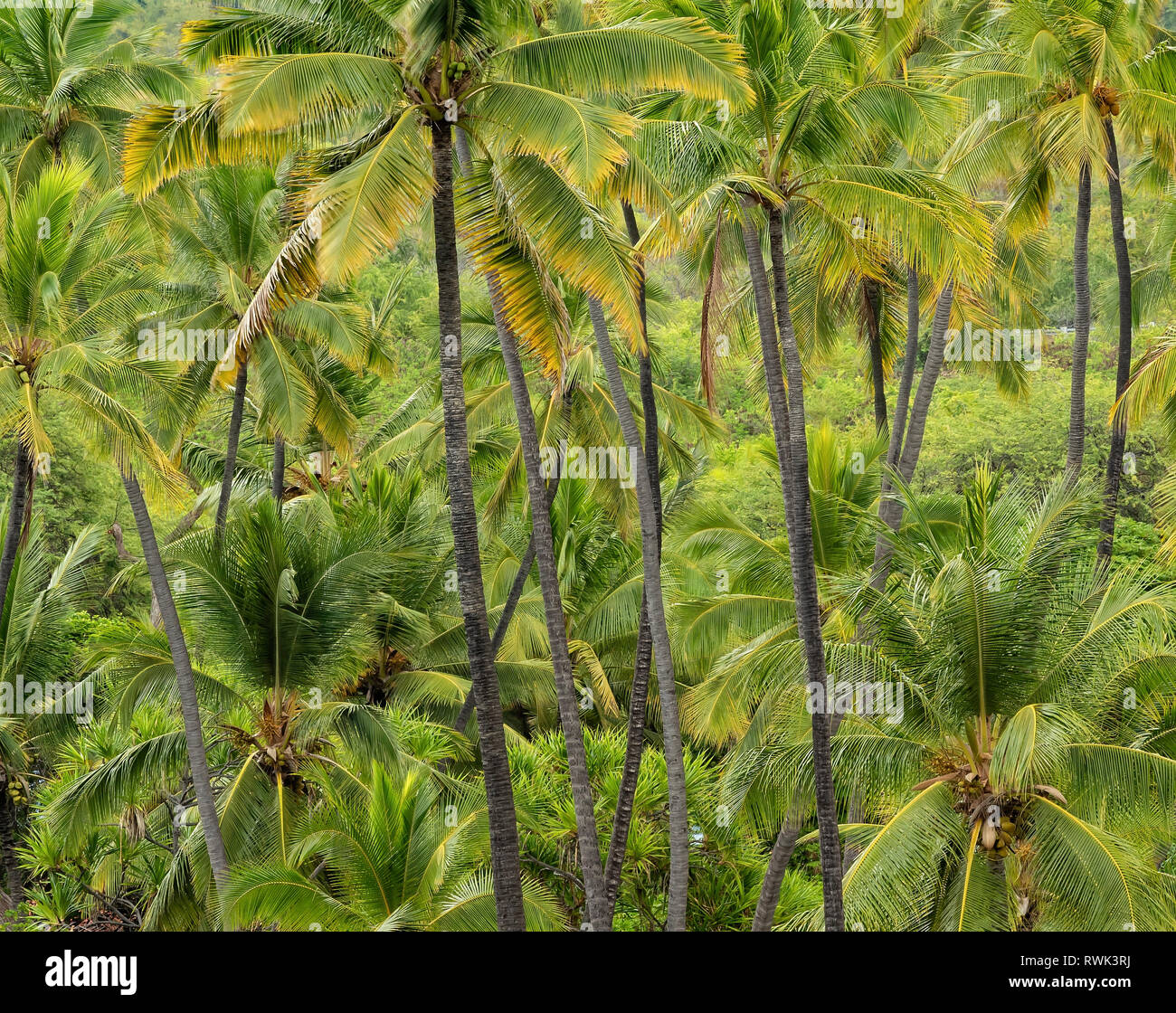 Kokospalmen, Pu'uhonua O Honaunau National Historical Park, South Kona, Big Island von Hawaii. Stockfoto