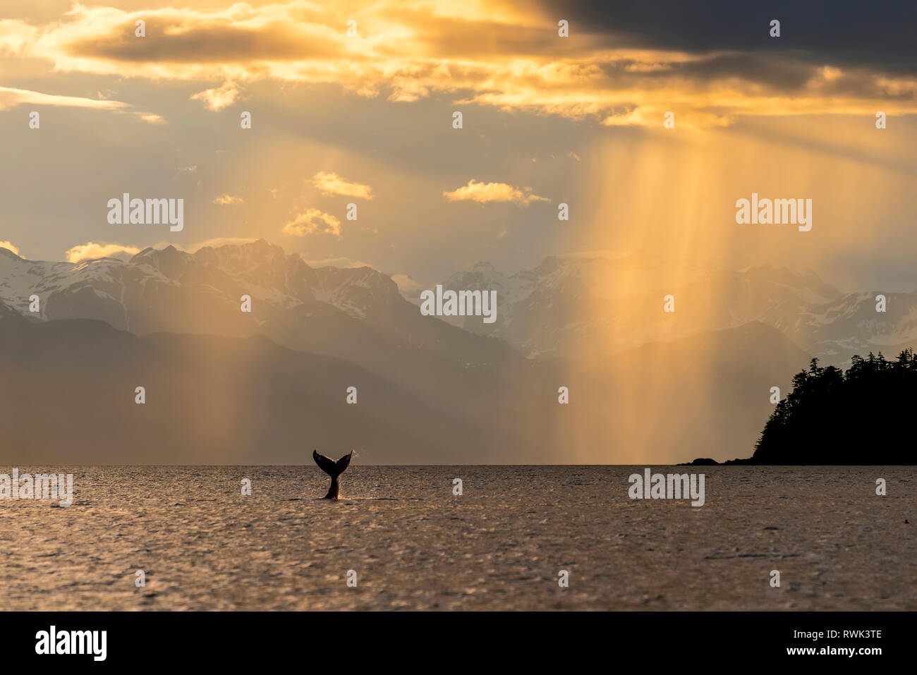 Buckelwale (Megaptera novaeangliae) hebt die Egel, wie es im Lynn Canal bei Sonnenuntergang Feeds, Southeast Alaska, Alaska, Vereinigte Staaten von Amerika Stockfoto