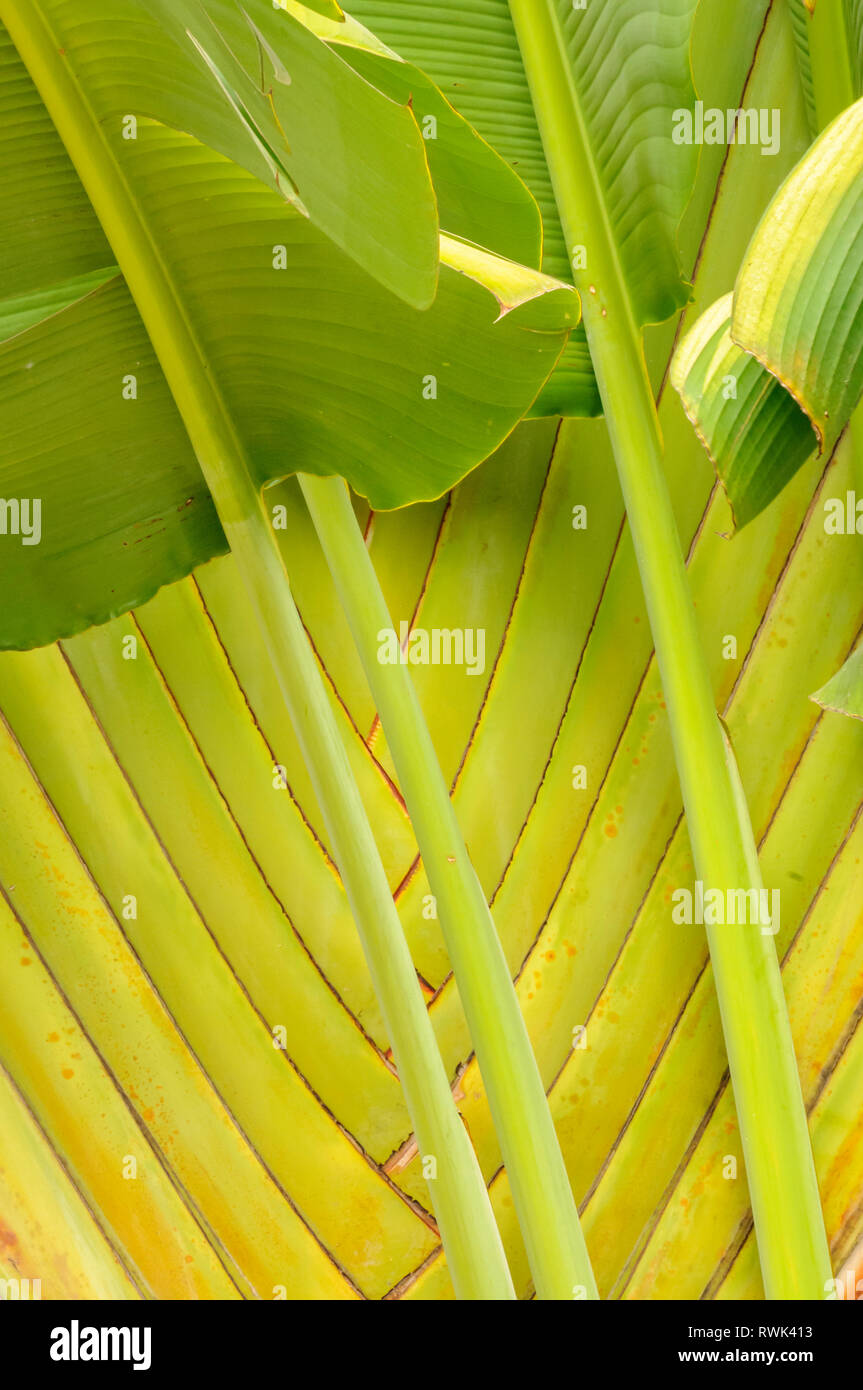 Reisende Palm; Chiang Mai, Thailand. Stockfoto