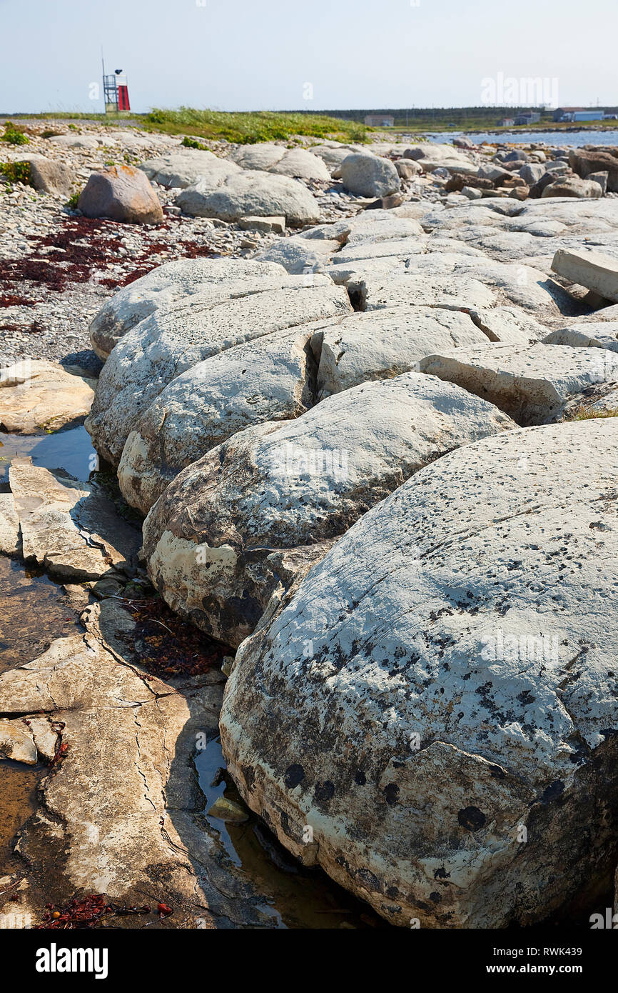 Cluster von riesigen Bun-förmige, versteinerte organismen, die in der Gezeitenzone in der Nähe von Flower's Cove, Neufundland von etwa 650 Millionen Jahren. Flower's Cove, westlichen Neufundland, Kanada Stockfoto