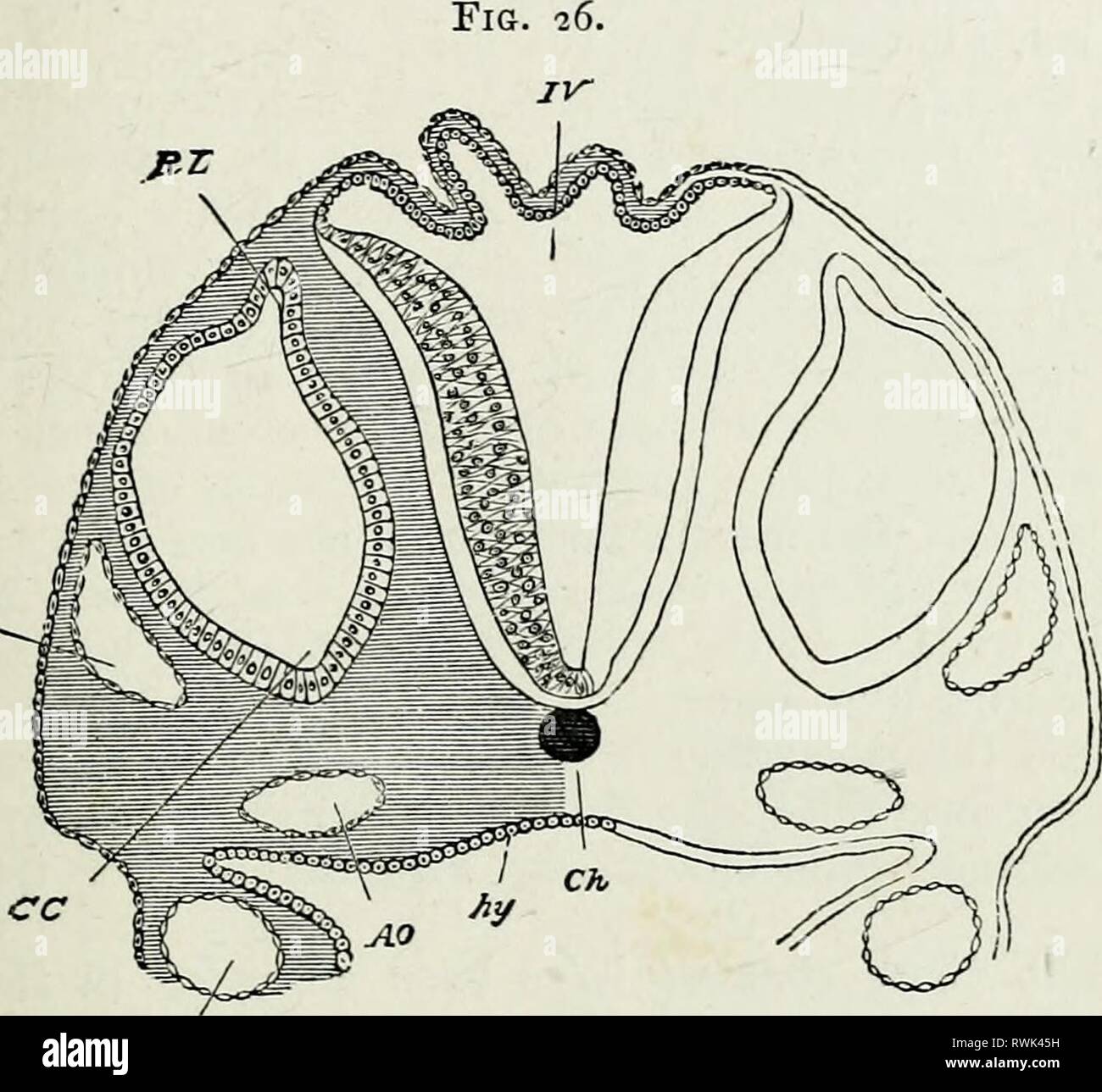 Die Elemente der Embryologie, (1874) Die Elemente der Embryologie, elementsofembryo 74 fost Jahr: 1874 v. DIE OPTIC VESIKEL]. 95 Beschränkungen, die die Stengel geben statt hauptsächlich von oben nach unten, und auch etwas nach innen und nach hinten. Damit aus der ersten die Vesikel erscheinen, um die Feder aus der unter Teil des Vorderteils - Gehirn. cv^. Iv. JlOA SSCTION DURCH DIE Hinterbeine - Gehirn von Küken AM ENDE DES DRITTEN Tages der Incobation. Vierten Ventrikel. Der Abschnitt shews Die sehr dünnen Dach und dickere Seiten des Ventrikels. Ch Chorda dorsalis - (schematische Schattierung). GV. Anterior cardinal Vein. Co. Stockfoto