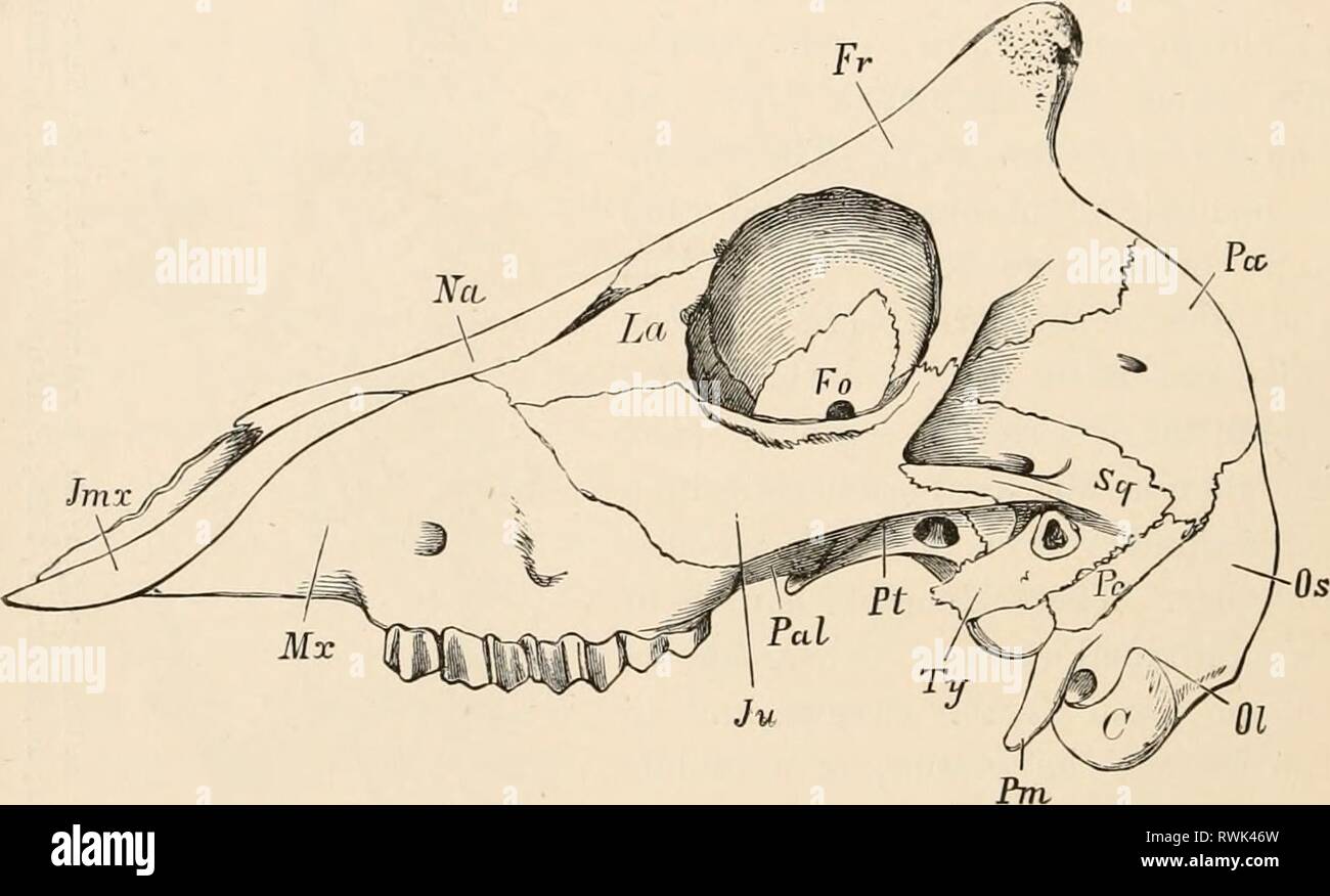 Elementare Lehrbuch der Zoologie (1884) Elementare Lehrbuch der Zoologie elementarytextbo 0201 clau Jahr: 1884 116 VERTEBRATA. Schädel * entwickelt wird teilweise durch ossifications in der Knorpeligen Kapsel oder durch ossifications ausgehend von den Membranöse peri-chondrium; teilweise durch die Hinzufügung der Membran Knochen, die nach und nach die Knorpeligen Teile ersetzen. Segmentierung der Schädel. - Es ist nur, wenn die Kranialen capsule ist bony, dass jeder Vergleich zwischen der Anordnung der harten Teile des Schädels eingeleitet werden kann und dass der Teile der einen Wirbel: Dieser Vergleich hat zu der Ansicht, dass Led Stockfoto