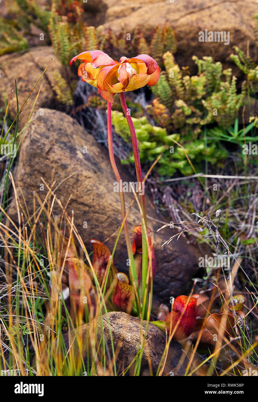Fleischfressende lila Kannenpflanze (Sarracenaia purpurea) im Herbst Farben. Die Anlage ist die floral Emblem von Neufundland und wurde im Gros Morne National Park, Neufundland, Kanada fotografiert. Stockfoto
