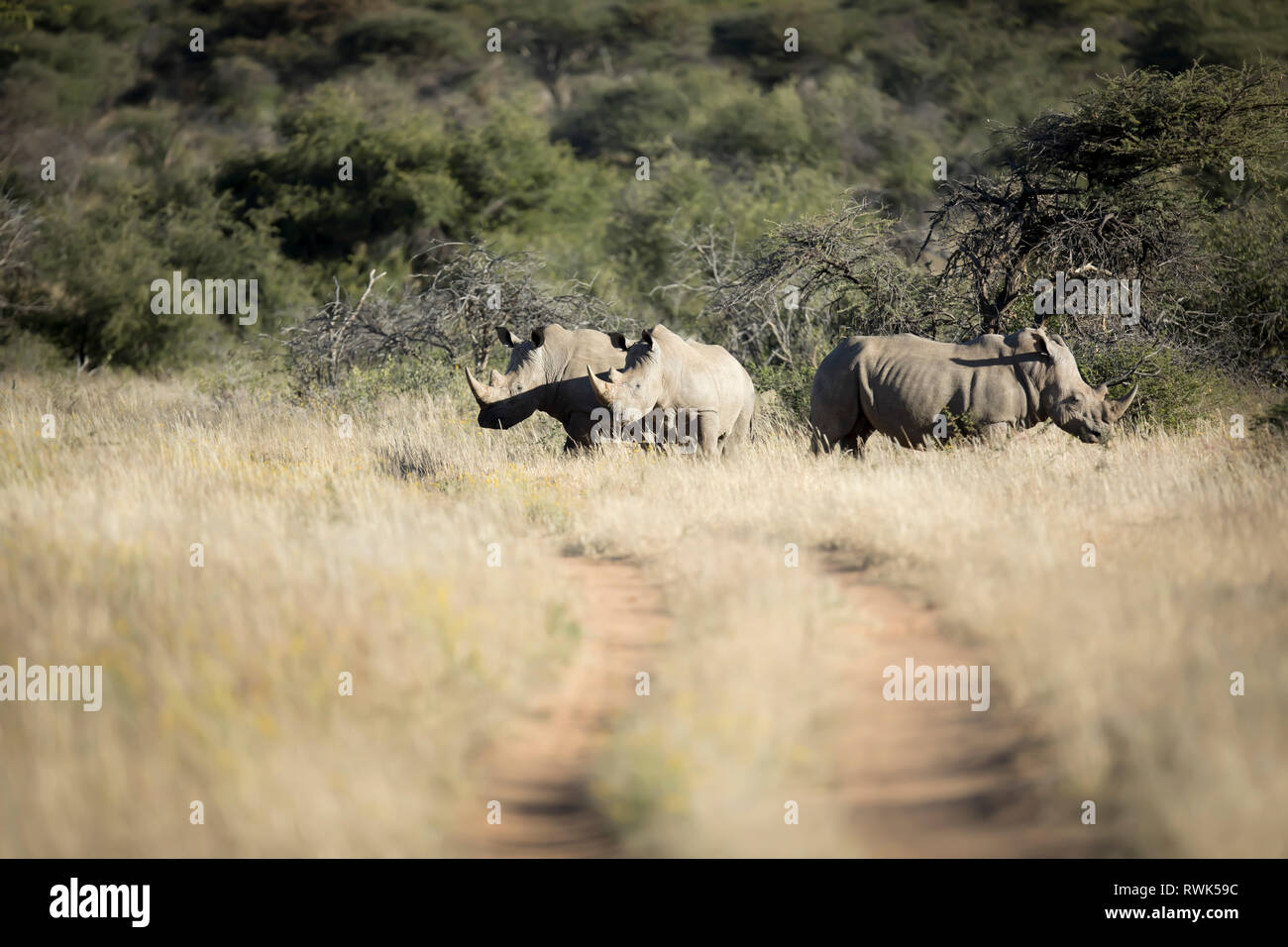 White Rhino in Namibia. Stockfoto