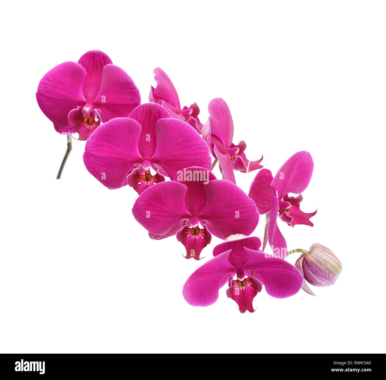 Orchidee auf weißem Hintergrund Stockfoto