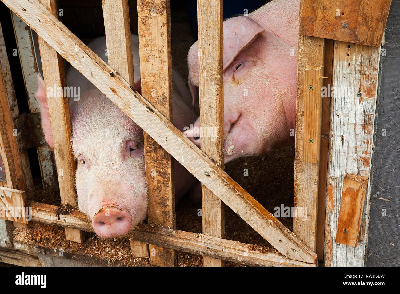 Behelfsmäßige Gitter tor mit unregelmäßigen Öffnungen können zwei Schweine zu Blick. Trout River, Neufundland, Kanada Stockfoto