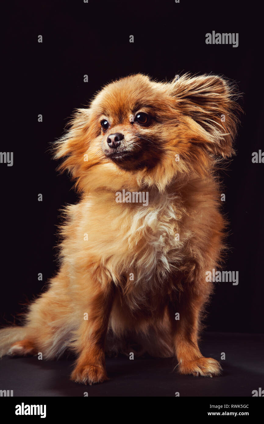 Full-body Studio Portrait einer pomeranian Hund aus der Suche Kamera, auf einem schwarzen Hintergrund fotografiert. Stockfoto