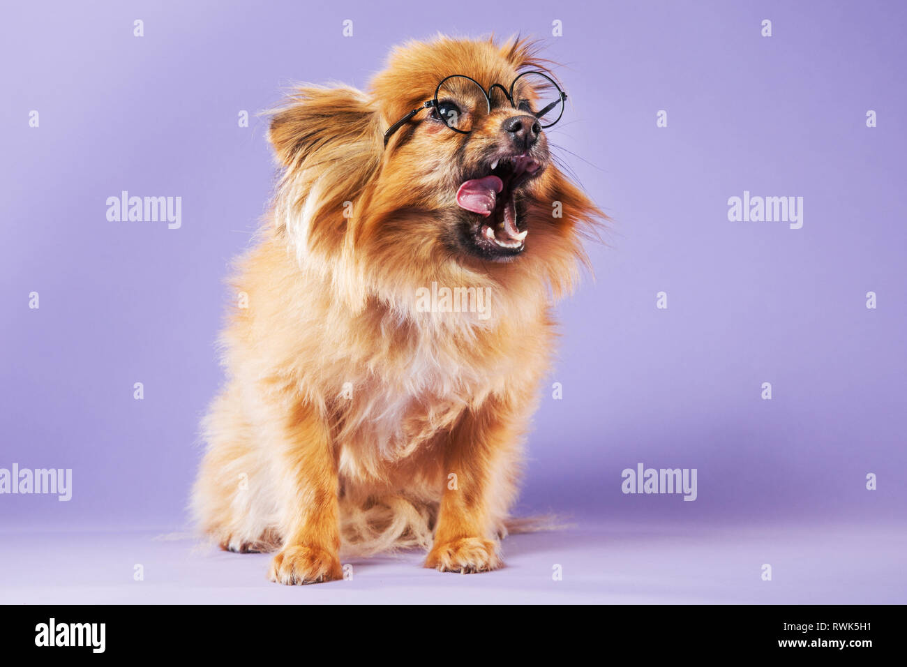 Full-body Studio Portrait einer pomeranian Hund Brillen tragen und leckte seine Koteletts auf einen farbigen Hintergrund. Stockfoto