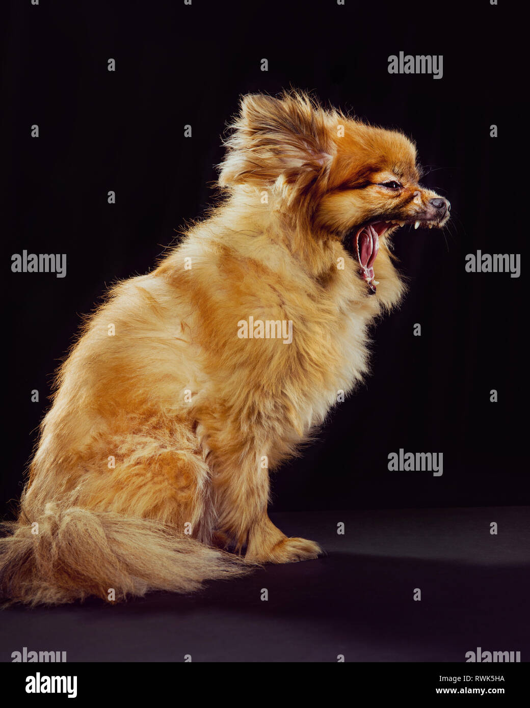 Profil eines pommerschen mix Hund Mund weit offen auf einem schwarzen Hintergrund. Stockfoto