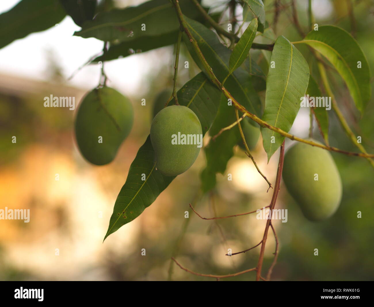 Nahaufnahme des hängenden Mango von Mango Farm, landwirtschaftliche in Yasothon City, Thailand. Stockfoto