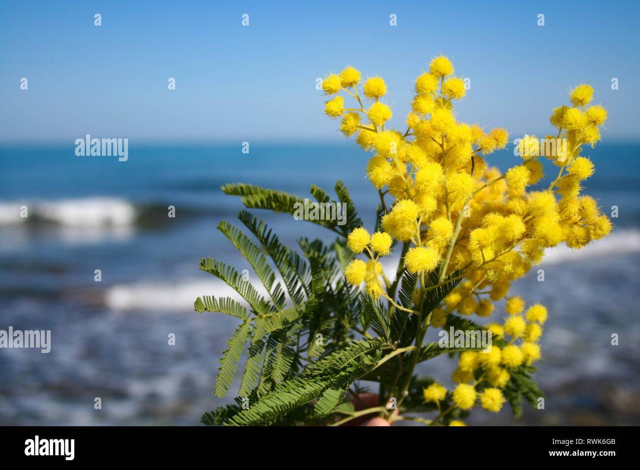 Mimosa Niederlassung in Bloom, schöner Frühling gelbe Blume mit Meer auf Hintergrund, Internationaler Tag der Frau Stockfoto