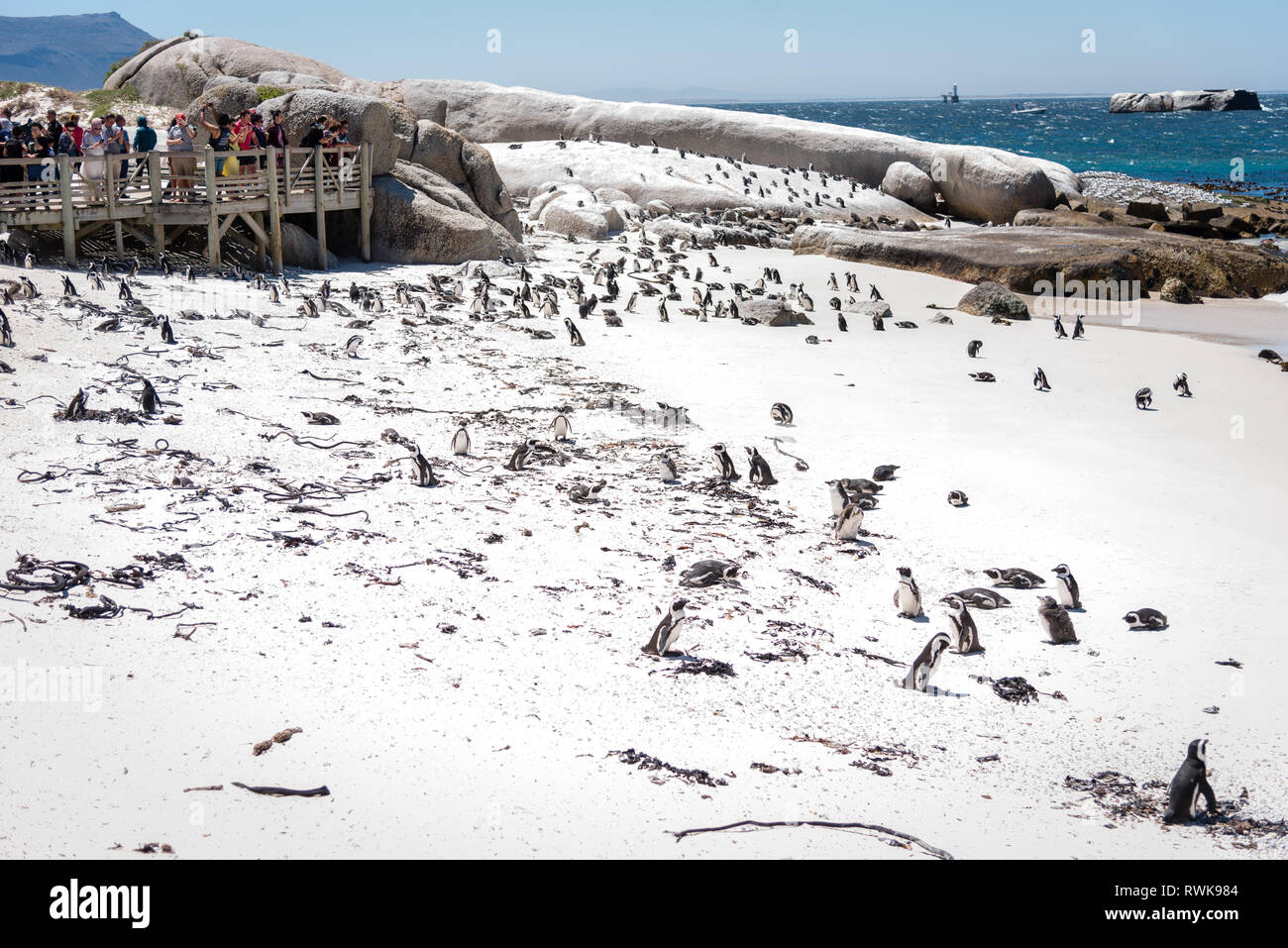 Kolonie afrikanischer Jackass Pinguine am Boulders Bay, Boulders Beach, Cape Provinz, Südafrika Stockfoto