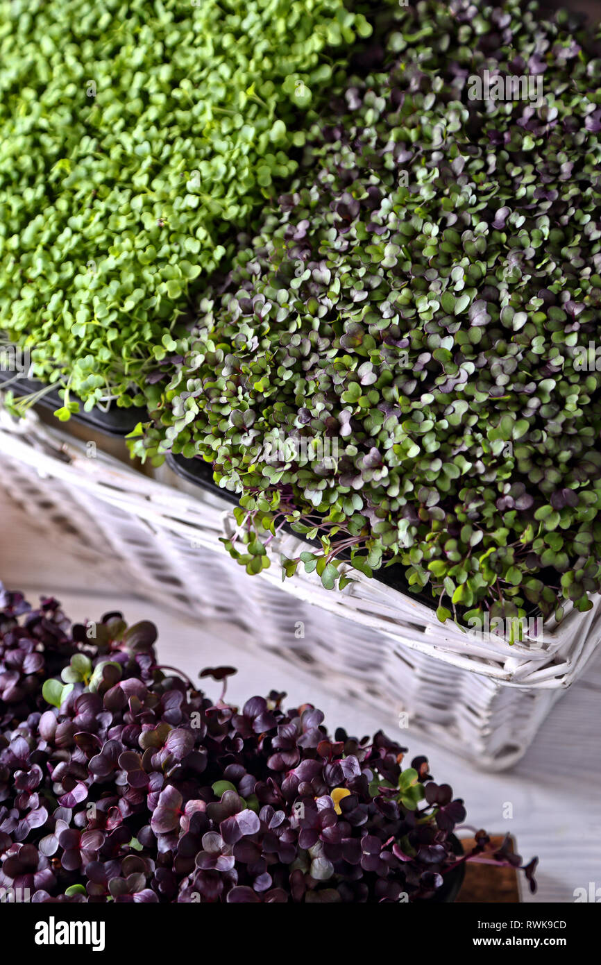 Gesunde Zucht von Micro grünen Pflanzen Stockfoto