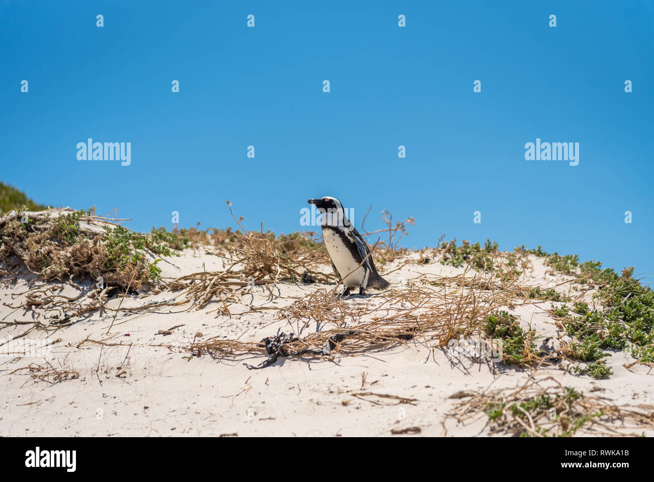 Kolonie afrikanischer Jackass Pinguine am Boulders Bay, Boulders Beach, Cape Provinz, Südafrika Stockfoto