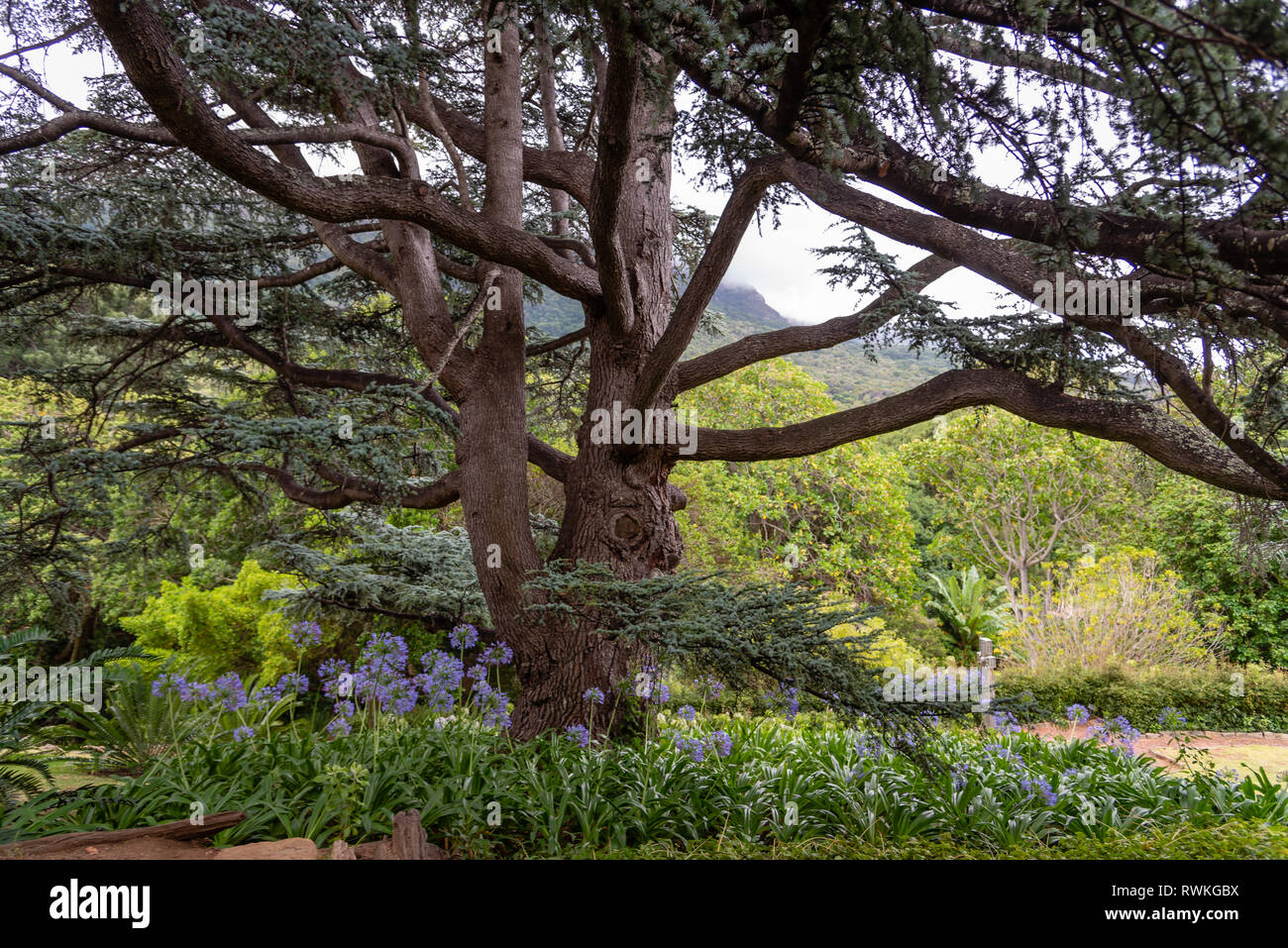 Kirstenbosch National Botanical Garden ist berühmt als einer der großen botanischen Gärten der Welt. Kapstadt, Südafrika Stockfoto