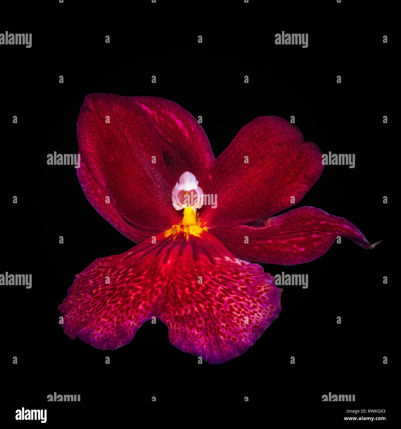 Kunst stillleben blumen Farbe Makro eines isolierten Einzelnen dunkel rot gelb Orchideen blühen auf schwarzen Hintergrund mit detaillierten Textur, surrealistische Stockfoto